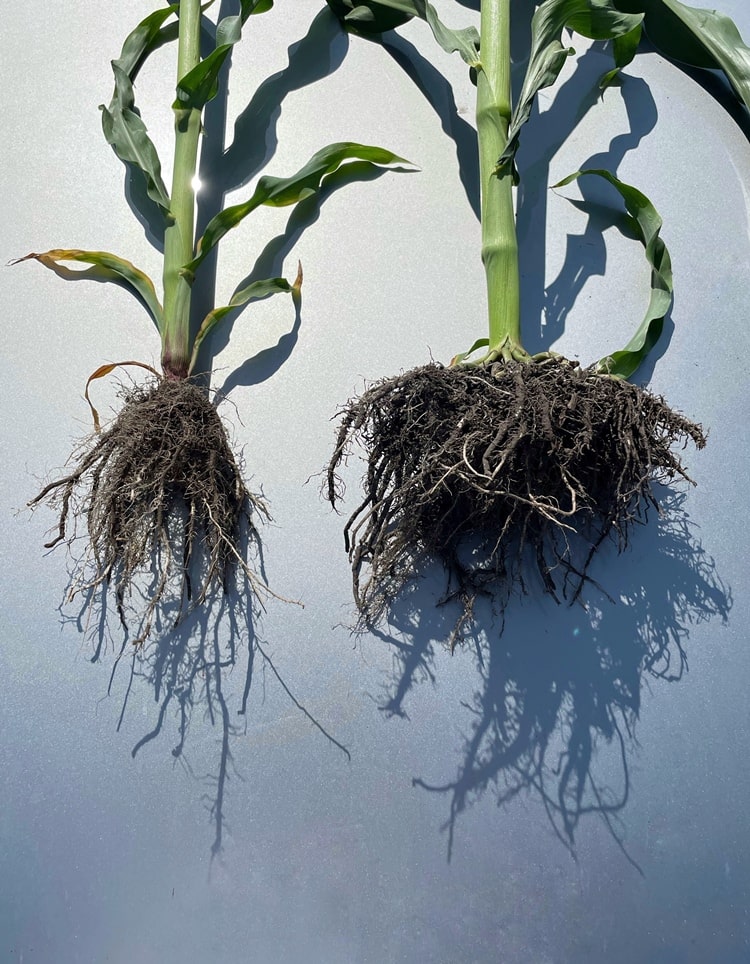 Bal oldalon a kontroll, jobb oldalon a Biotrinsic i30 FP-vel kezelt kukoricanövények láthatók 