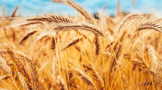 Nagyobb árbevétel gabonatermelőként 2023-ban? Fel van adva a lecke