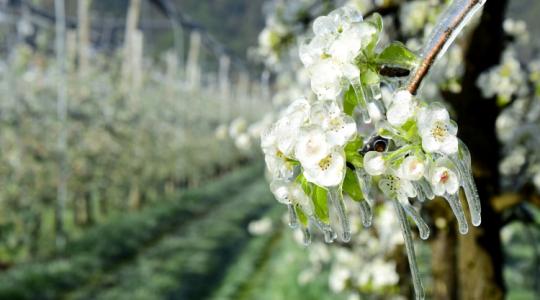 Tavaszi fagyok elleni védekezés: ami olcsó, az nem hatékony