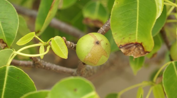 A Hippomane mancinella egy ritka trópusi növény, ami ráadásul megtévesztően édes gyümölcsöt terem, de eszünkbe se jusson belekóstolni, hiszen ez a Föld egyik legmérgezőbb fája.