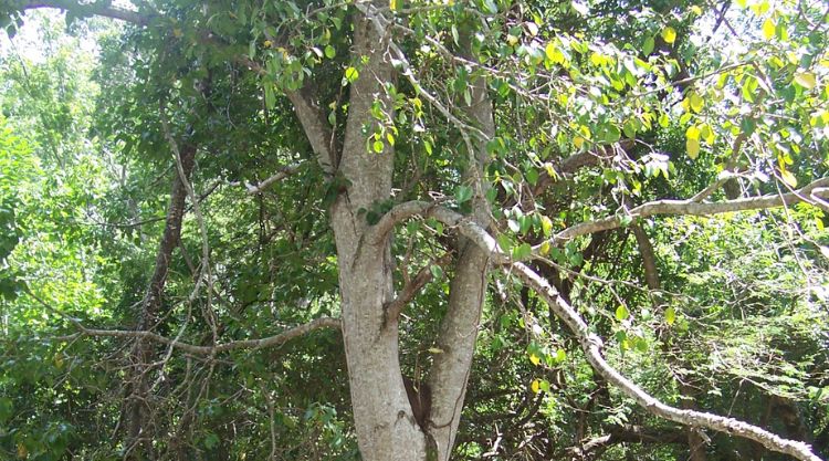 A Manszanilyafák kifejezetten hírhedtek őshonos élőhelyükön, Dél-Florida, a Karib-térség, Közép-Amerika és Dél-Amerika északi részének homokos vidékein és mangroveerdőiben.