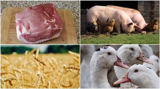Emelkednek a húsárak, ilyen minőségű az ukrán gabona, új támogatás májustól – a hét legfontosabb hírei