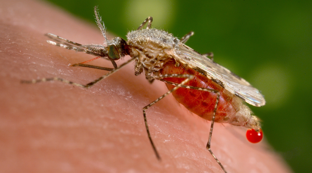 Az eredmények arra utalnak, hogy egy szúnyog is felelős a járványért, mely képes felszívni a malária parazitákat a fertőzött ember véréből, és átadni azt a közelben lévőknek.