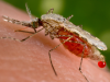 Jön a szuperszúnyog, ami ellenáll a rovarirtó szereknek