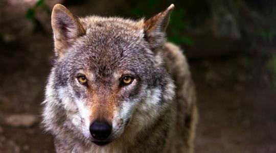 Ledöbbent a Vadászkamara a svájci farkas kilövésének hírén