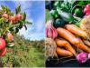 Hogyan lehet felkészülni az aszályra, mikor csökkennek a zöldségárak, hogyan védjük meg a gyümölcsfákat?
