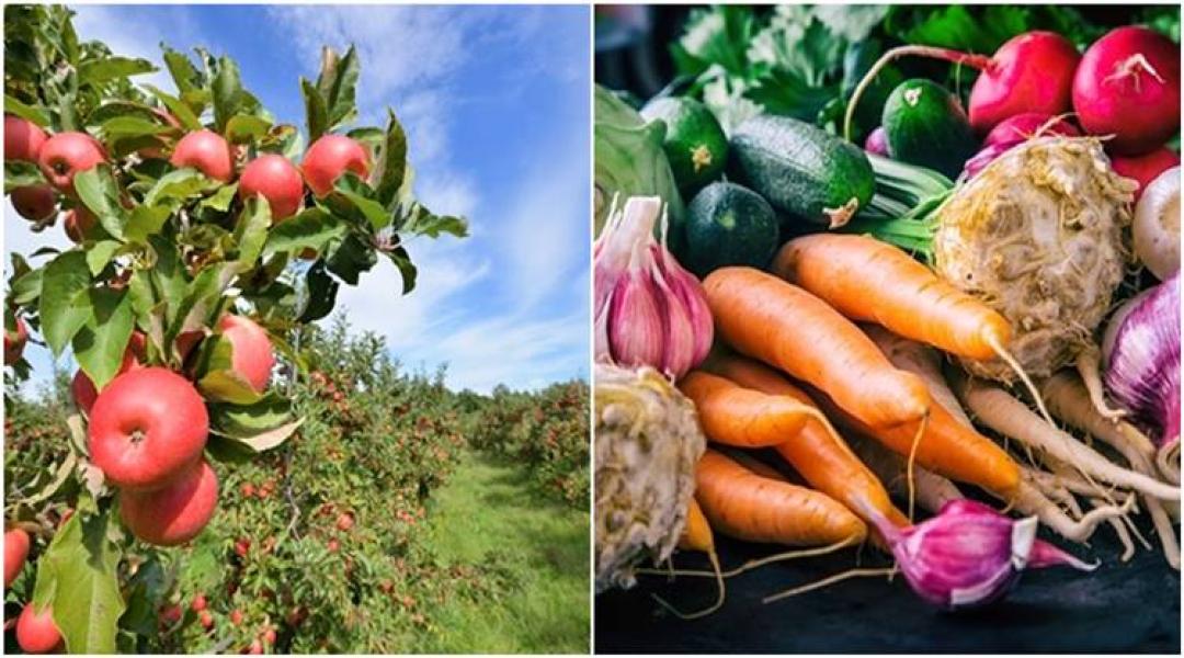 Hogyan lehet felkészülni az aszályra, mikor csökkennek a zöldségárak, hogyan védjük meg a gyümölcsfákat?