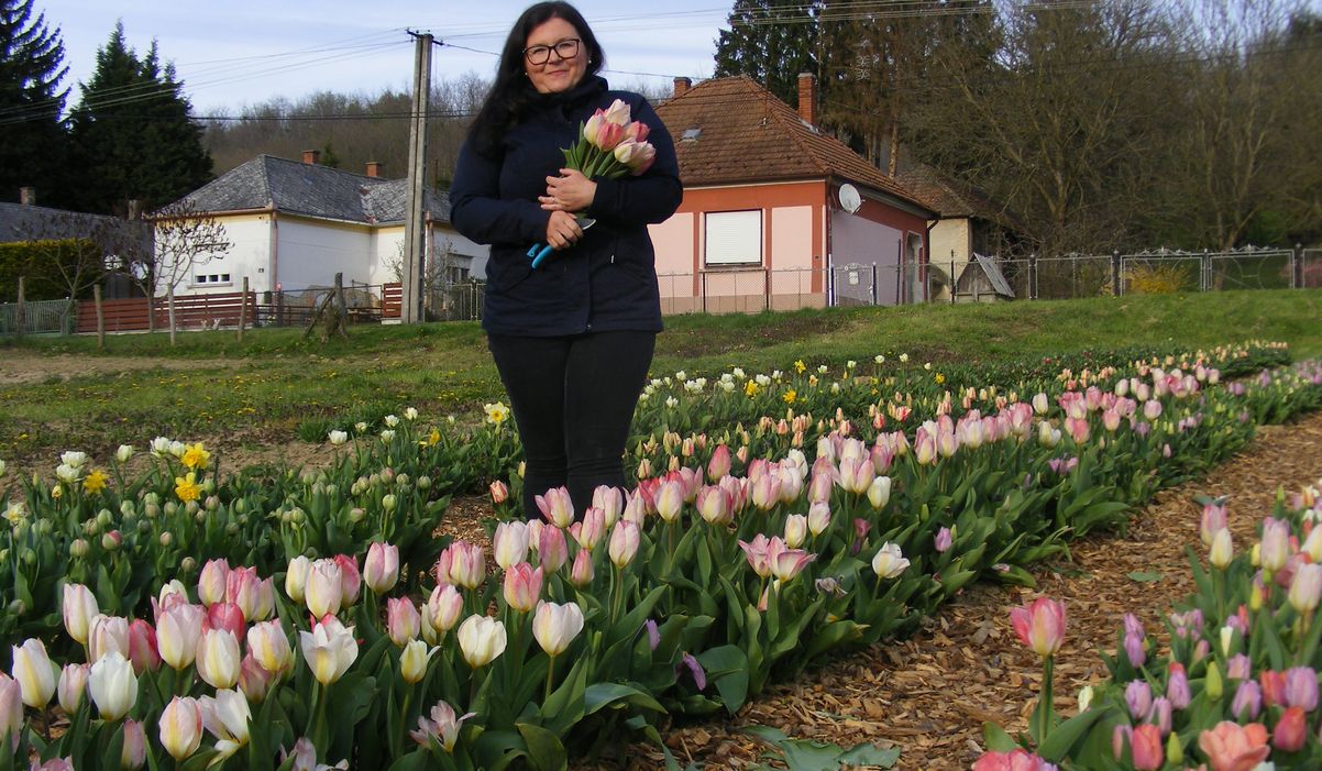 Tulipánoskert