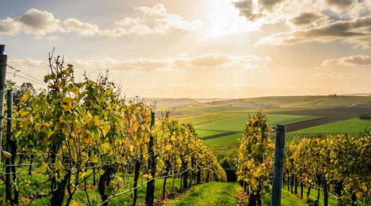 Fontos határidő közeleg a szőlő szaporítóanyag-előállítók és forgalmazók számára