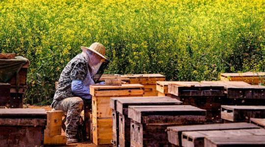 Reményvesztett helyzetben vannak a méhészetek