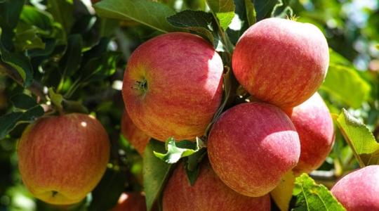 Az almatermelők nehéz évében mi segíthet?