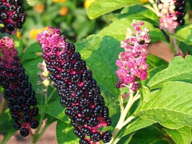 Amerikai karmazsinbogyó vagy amerikai alkörmös (Phytolacca americana)