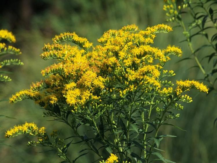 Kanadai aranyvessző (Solidago canadensis)