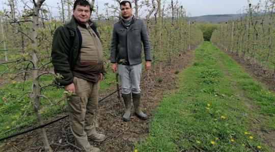 Így védték meg a virágzó almafákat a fagytól a Göcsejben!