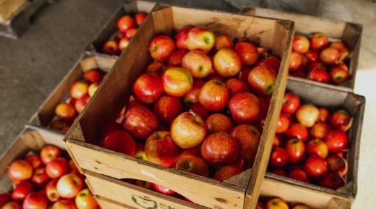 Válságban a globális gyümölcskereskedelem 