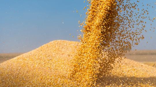 A kukorica ára emelkedett ott, ahol nem volt rá hatással az ukrán import