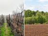 Erdő, gyümölcsös, szőlő – újabb állami földterületek kerülhetnek a gazdálkodókhoz