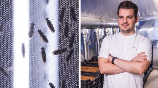 Csak semmi pánik: a szakértő szerint nem kell vasárnapi ebédként rovarokat fogyasztanunk