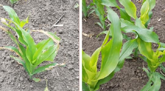 Így kerülheted el, hogy a kukorica a legnagyobb szárazságban virágozzon
