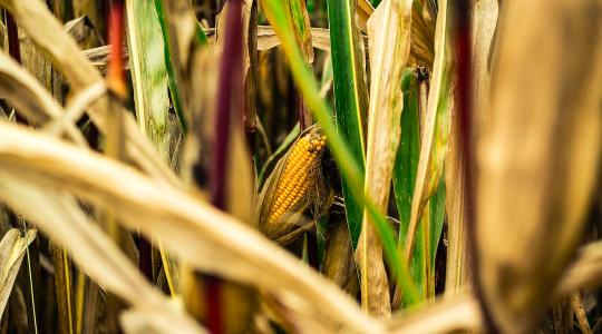 Veszélyben az önellátás? Vészesen csökken a kukorica vetésterülete.
