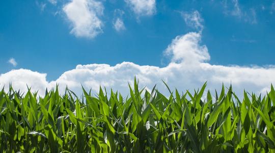 Európa kukorica vetésterületének és termésének csökkenése várható idén