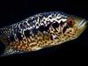 Trópusi halak veszélyeztetik a hazai vizeket – a Balatont is