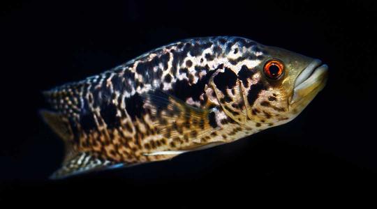Trópusi halak veszélyeztetik a hazai vizeket – a Balatont is