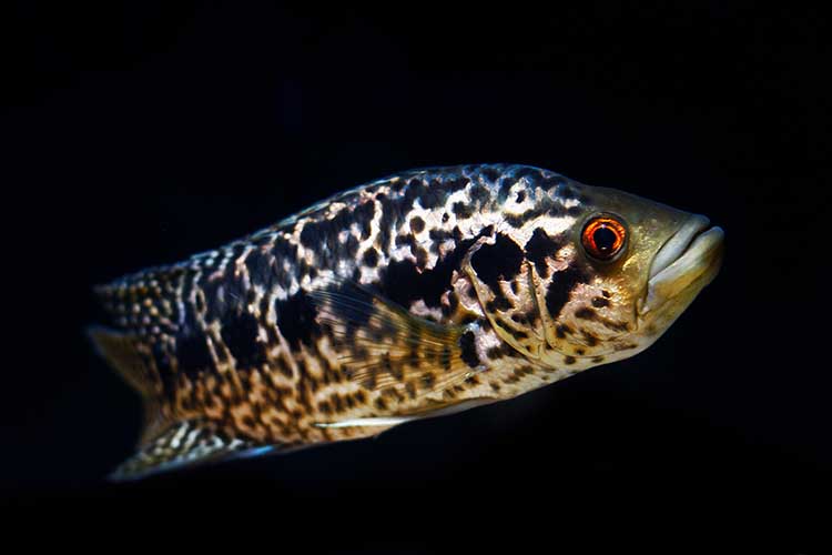 Jaguársügér (Parachromis managuensis)
