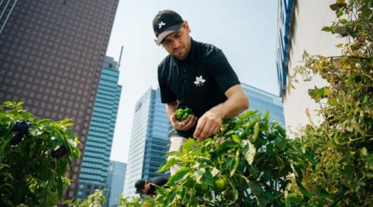 Kertészkedj a tetőn! Forradalmi ötlet Kanadából
