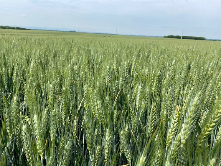 SY Rocinante – új őszi búza fajta a Syngenta kínálatában a kimagasló hozam eléréséhez