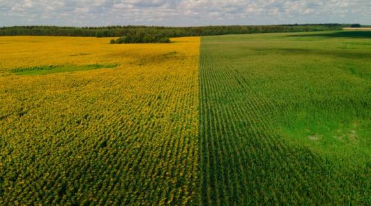 Mekkora területen lesz kukorica és napraforgó az idén? 