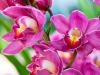 4 tippünk is van, hogy újra virágba boruljon az orchideád!