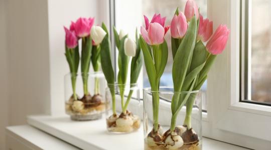 Elvirágzott a tulipán, de mi legyen a hagymával?