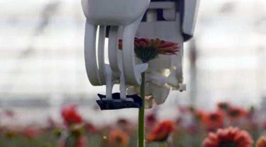 Gerberaszedő robot – egyre közelebb a mindennapos alkalmazáshoz + VIDEÓ