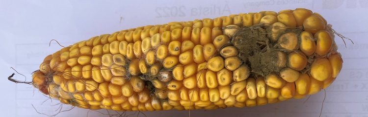 toxinos kukorica