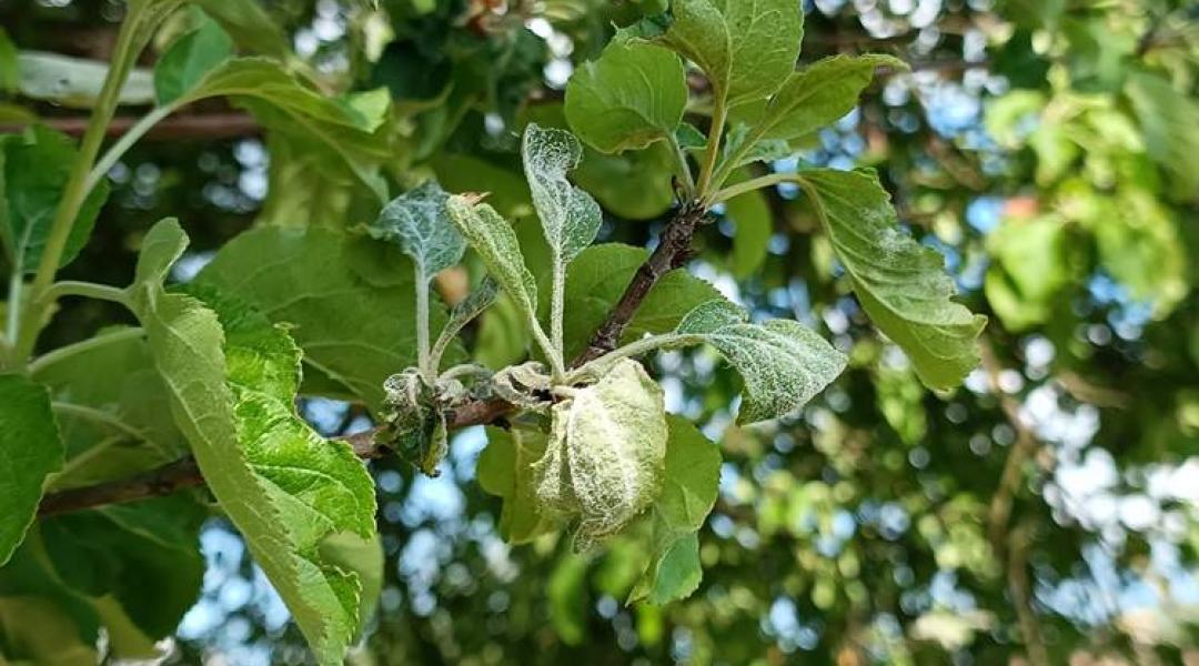 Növényvédelmi előrejelzés: Az almásokban folyamatos a varasodás és a lisztharmatfertőzés veszélye