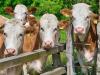Hollandia kisajátítja a környezetszennyező állattartó gazdaságokat