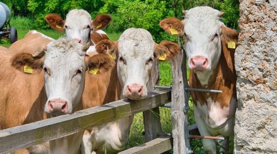 Hollandia kisajátítja a környezetszennyező állattartó gazdaságokat