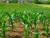 Újra bíznak a kukoricában a termelők