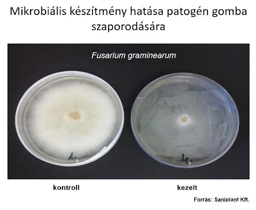 3.ábra: Mikrobiális készítmény gátló hatása a Fusarium graminearum patogén gombára. Petri-csészés vizsgálat (Saniplant Kft.)