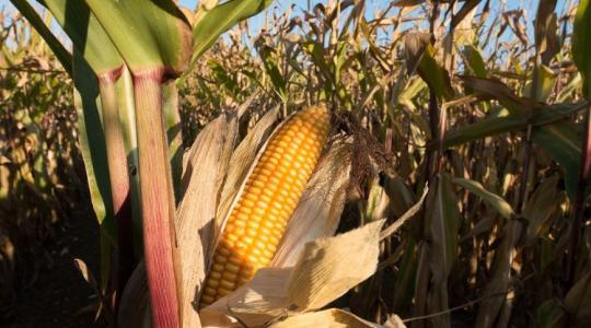 Most már biztos: kevesebb kukoricát vetettek idén a gazdák 