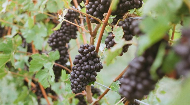 A munka során megállapították, hogy a 35 éves vagy annál idősebb szőlőfajták láthatóan jobban megbirkóznak az éghajlatváltozással, mivel genetikailag változatosabbak.