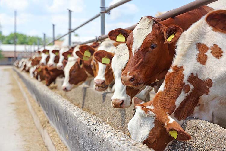 A tejágazat szerkezetátalakítását kísérő állatjóléti támogatási kérelmeket 2023. május 31-ig lehet benyújtani