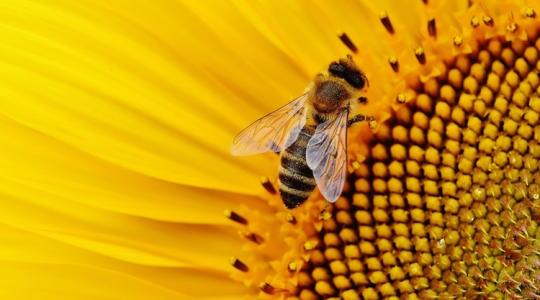 Hatalmas mértékű a méhpusztulás hazánkban – így segíthetünk