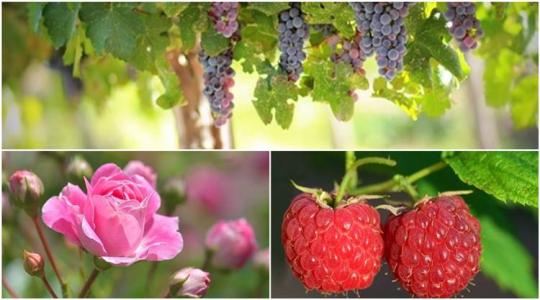 Mit kell tenned ahhoz, hogy csodás rózsád, egészséges szőlőd és rengeteg málnád legyen?