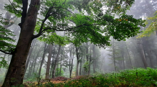 Természeti és kulturális értékeket őriznek a Bakonyi és Balaton-felvidéki erdők