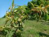 Már minden támadja a gyümölcsfákat, a kalászosokban a fuzárium fenyeget – növényvédelmi előrejelzés
