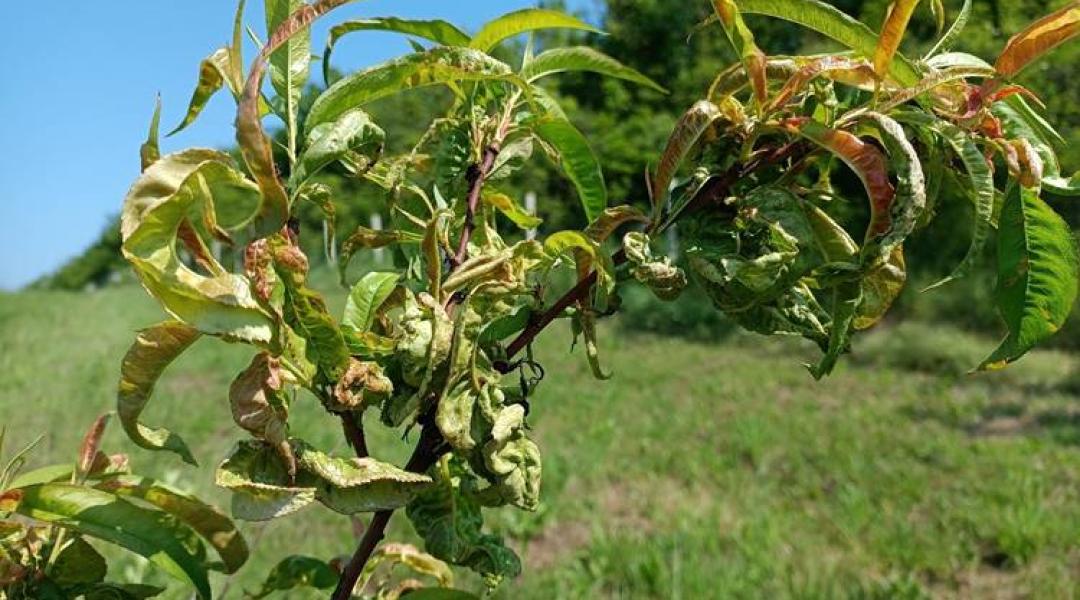 Már minden támadja a gyümölcsfákat, a kalászosokban a fuzárium fenyeget – növényvédelmi előrejelzés