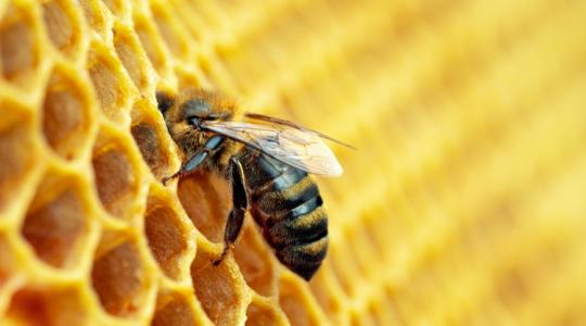 Méhészek támogatása: fontos határidőt közölt a Kincstár