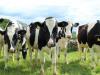 Feldman Zsolt: Fennmarad az állattenyésztés kiemelt támogatása
